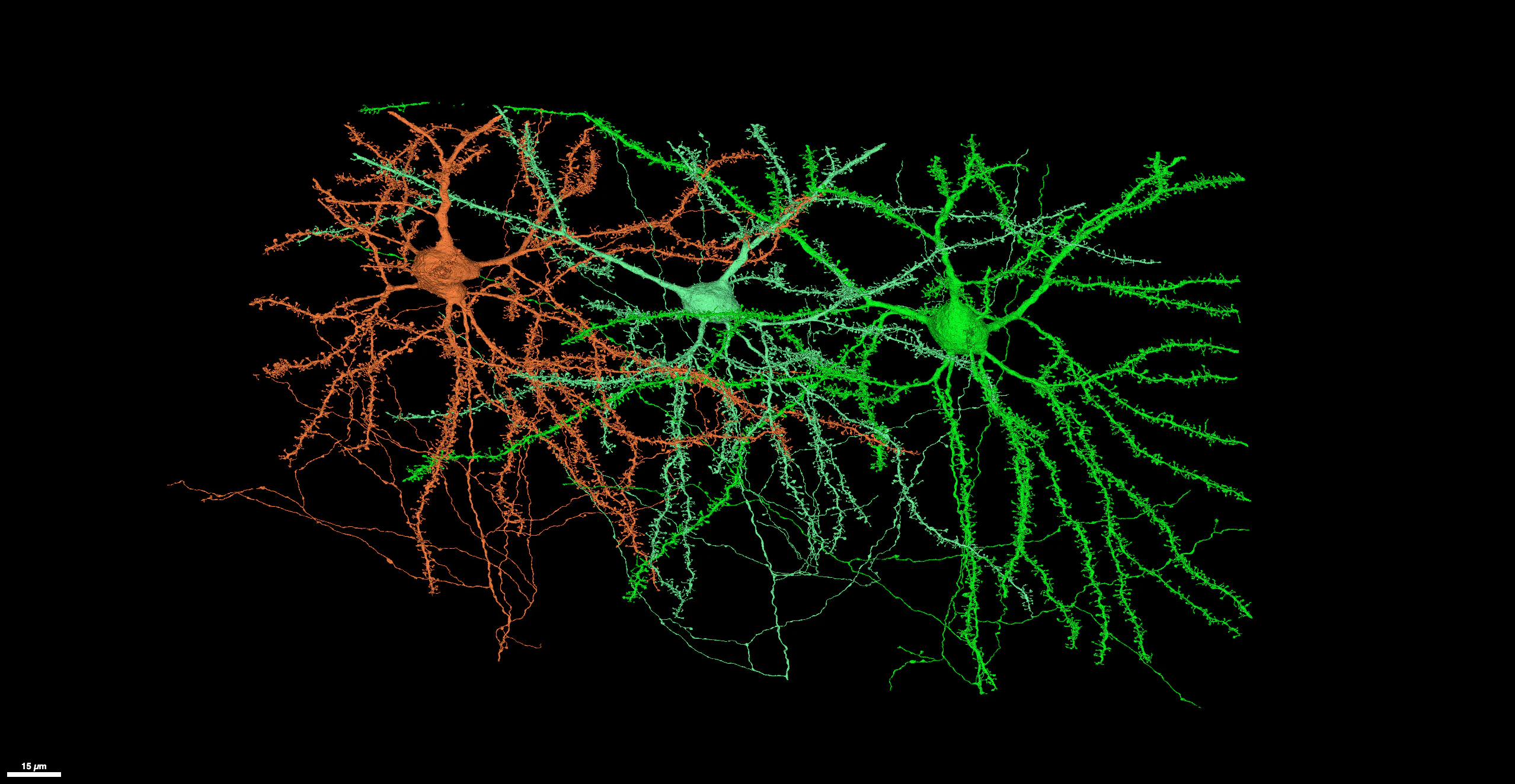 Three colored neurons with branching dendrites visualized against a black background.
