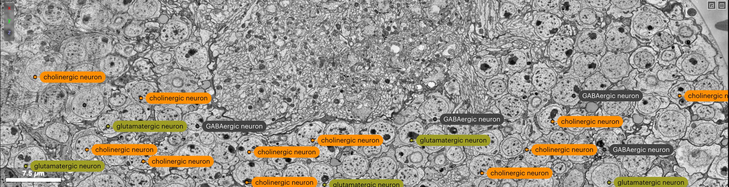 Cell bodies in an electron-microscopy volume, each labelled with its cell type from the Cell Ontology.