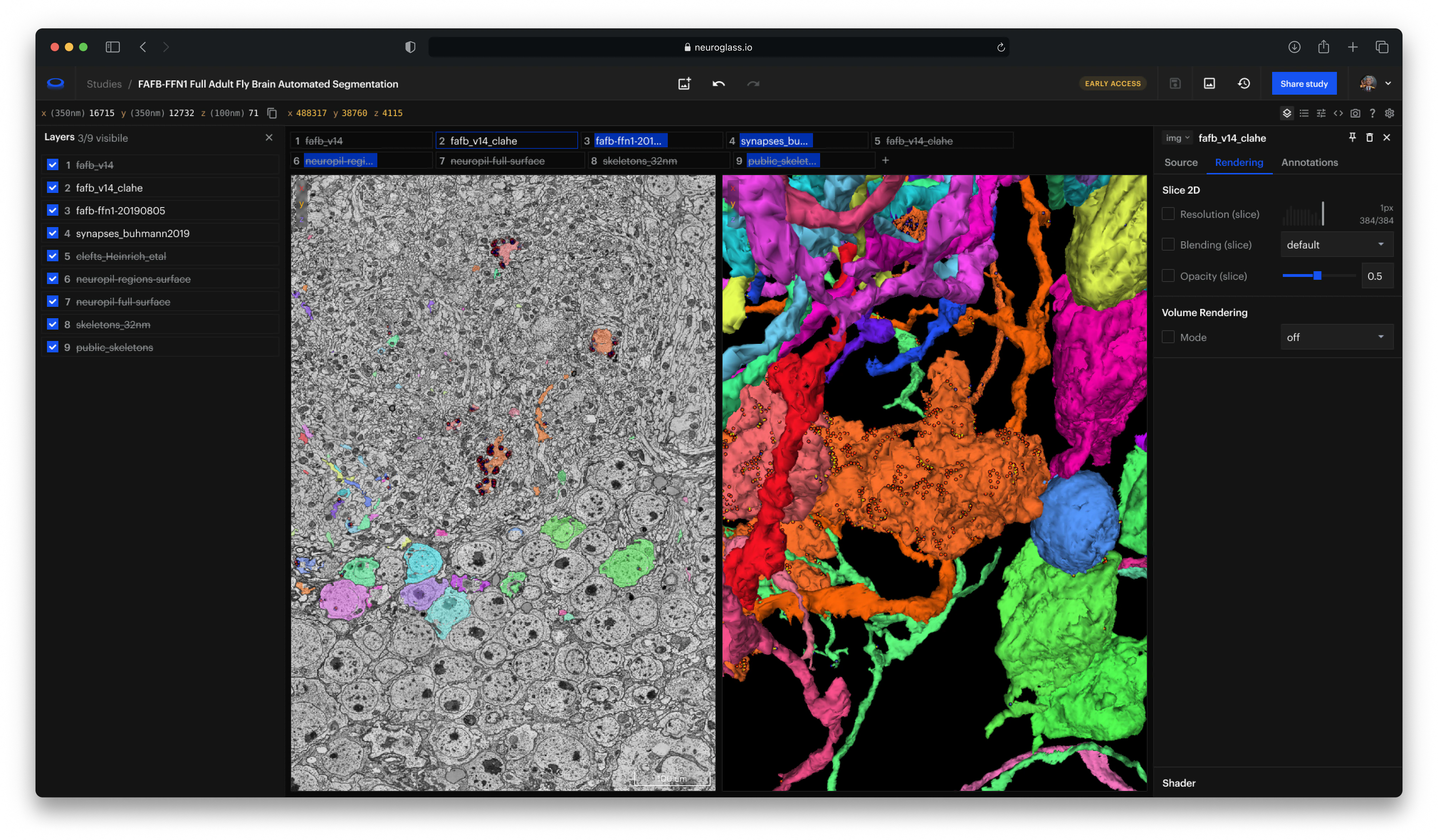 A 2D electron-microscopy section beside the 3D reconstruction of its segmented neurons.