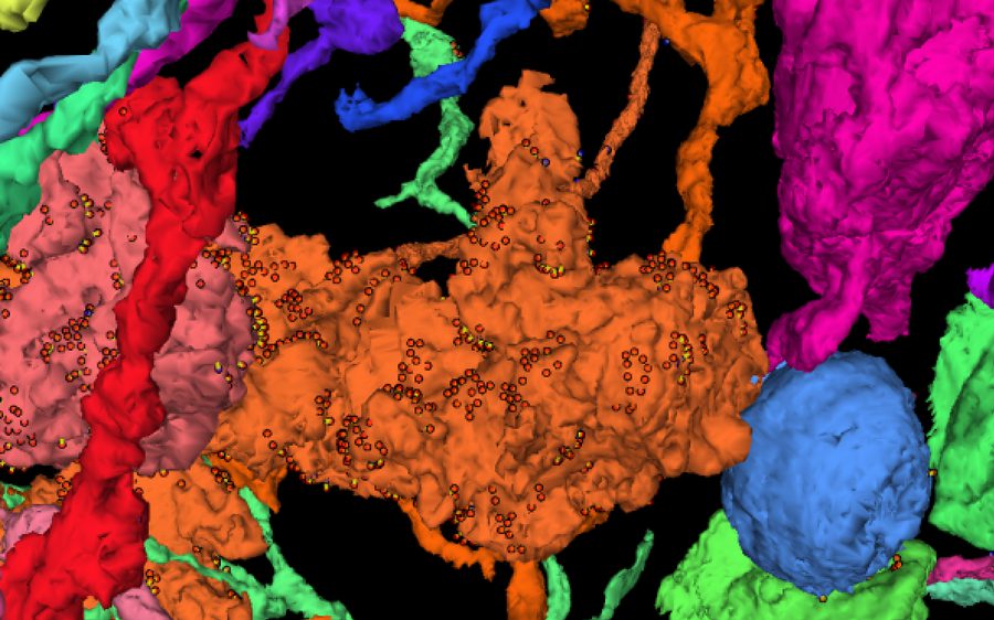 3D reconstructions of segmented neurons.